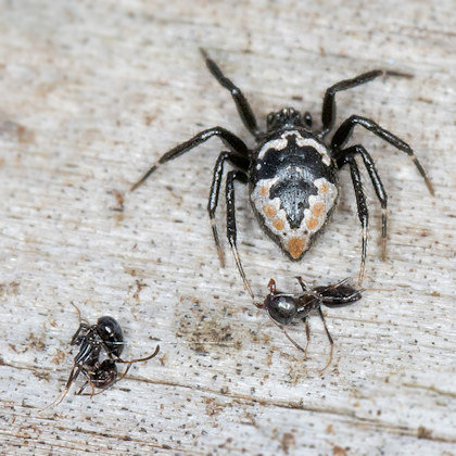 Comb-footed Spider (Euryopis sp) (Euryopis sp)